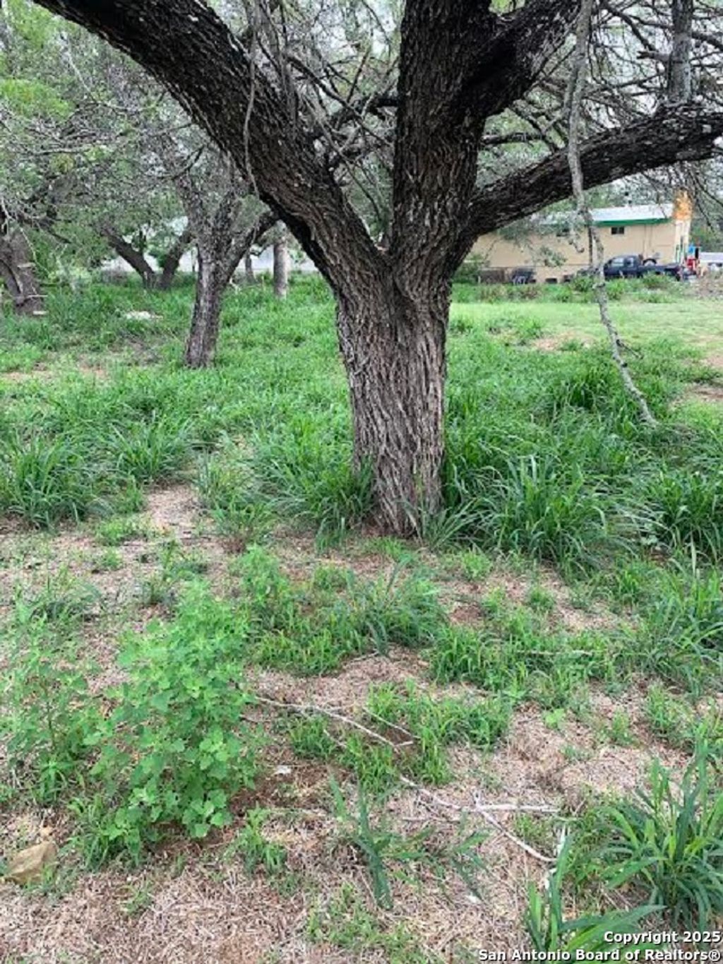 Photo of 413 Ross, Devine, TX 78016 (MLS # 1861604)