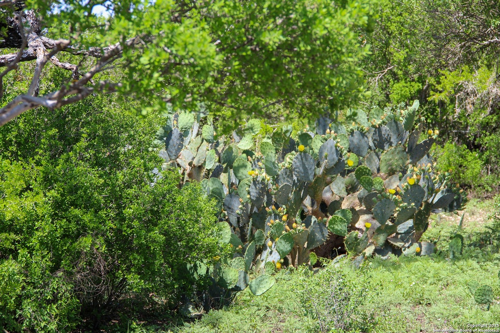 Photo of 1400 FM 1343, Castroville, TX 78009 (MLS # 1882883)