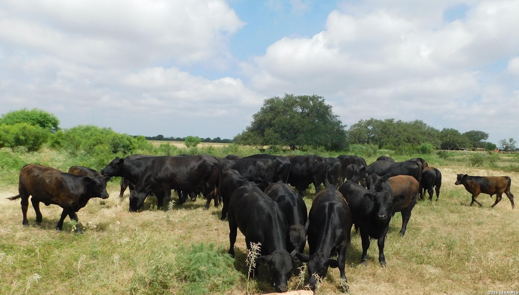 10566 Texas 127