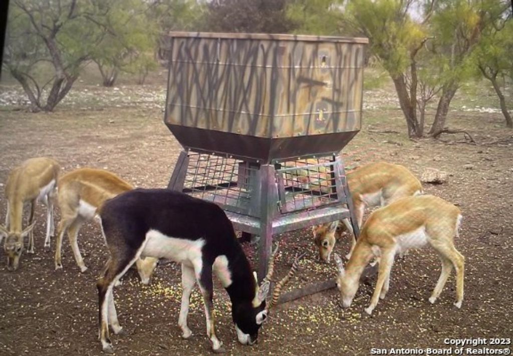 Photo of 587 Valley Rd, Eldorado, TX 76936 (MLS # 1890948)