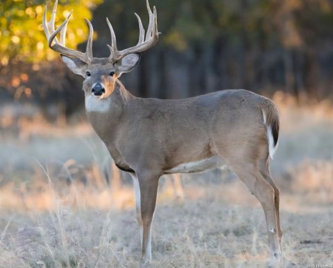 149,150,151 FM 1796 Dhanis TX 78860