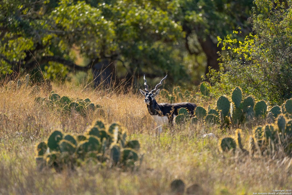 Photo of 000 Cattlemans Crossing Dr, Kerrville, TX 78028 (MLS # 1928484)