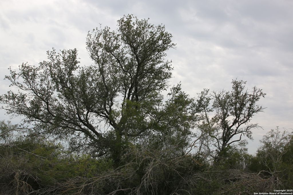 Photo of TBD #2 County Road 567, Devine, TX 78016 (MLS # 1926871)