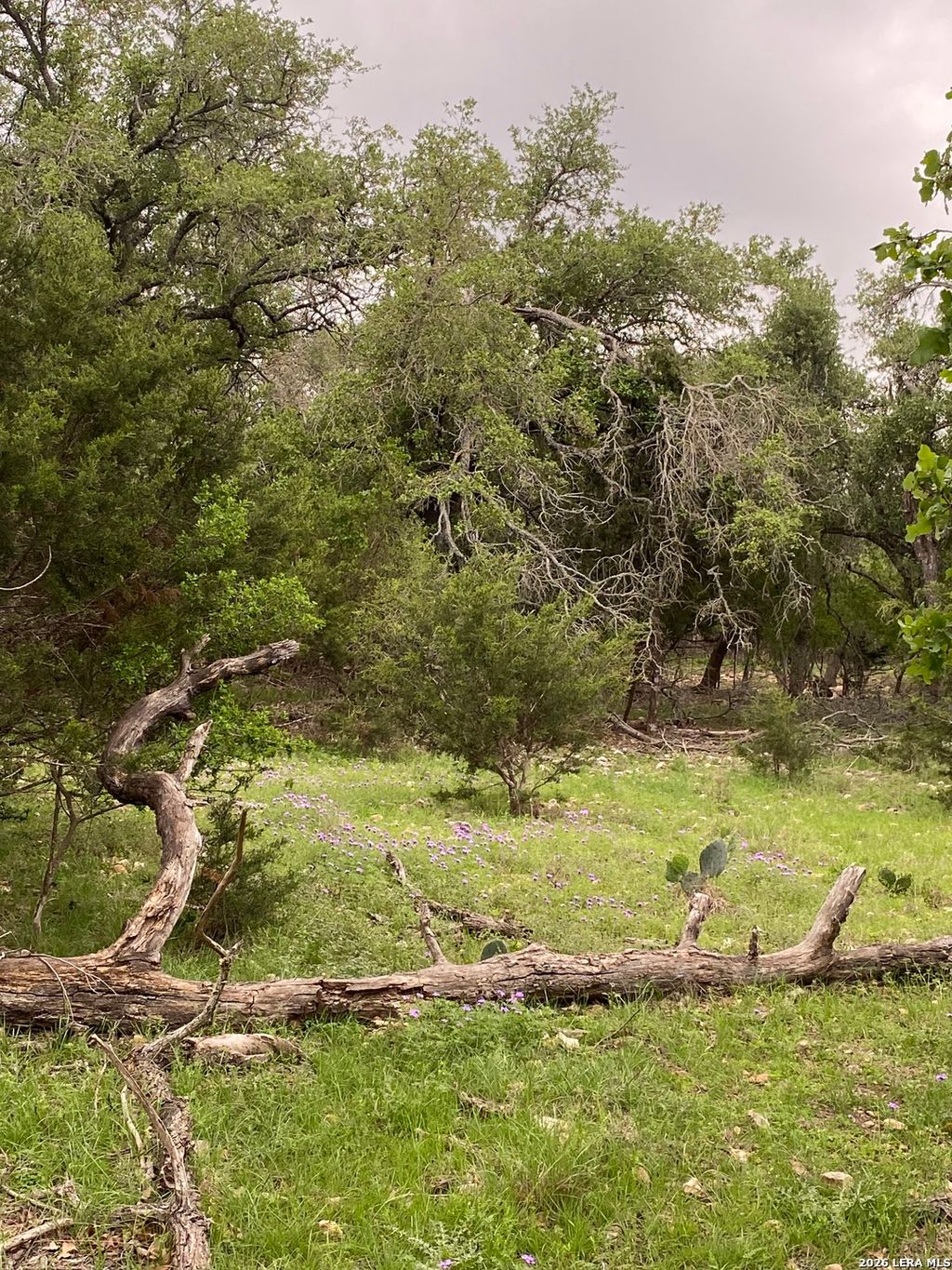 Photo of 106 Ulmus, Fredericksburg, TX 78624 (MLS # 1939625)