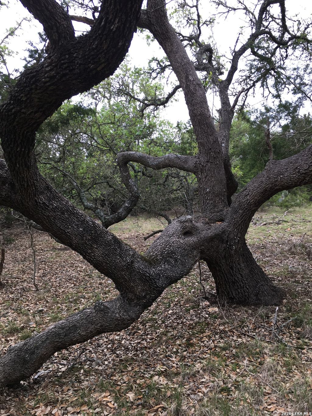 Photo of 106 Ulmus, Fredericksburg, TX 78624 (MLS # 1939625)