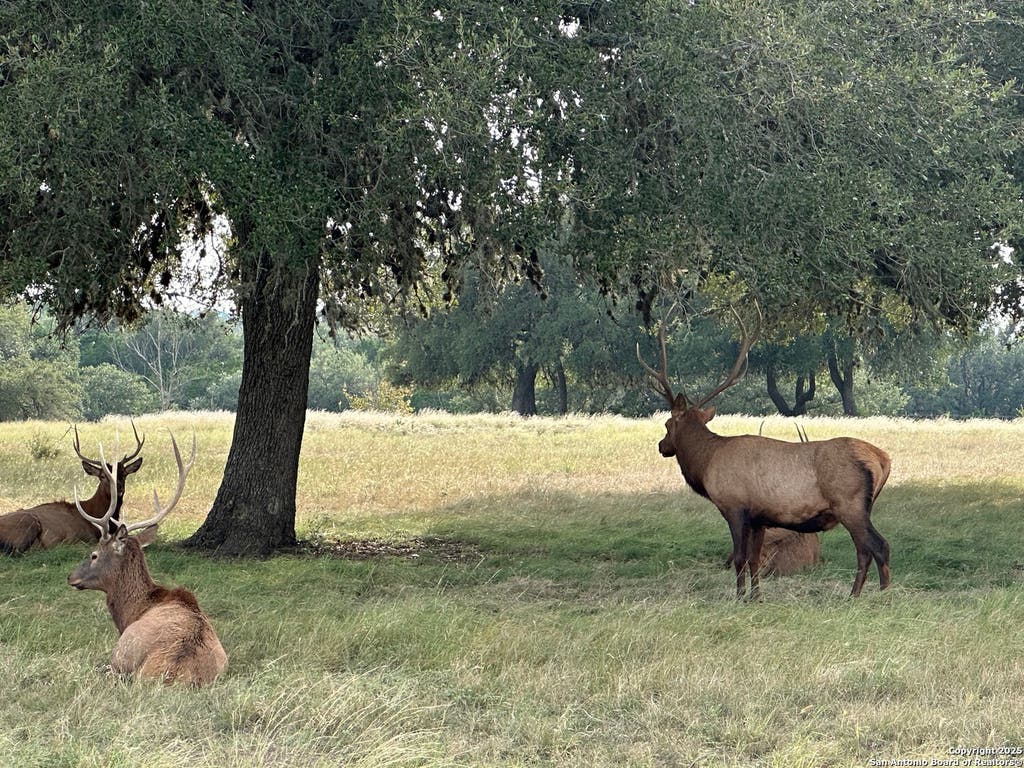 Photo of LOT 42 Blackbuck, Pipe Creek, TX 78063 (MLS # 1909606)