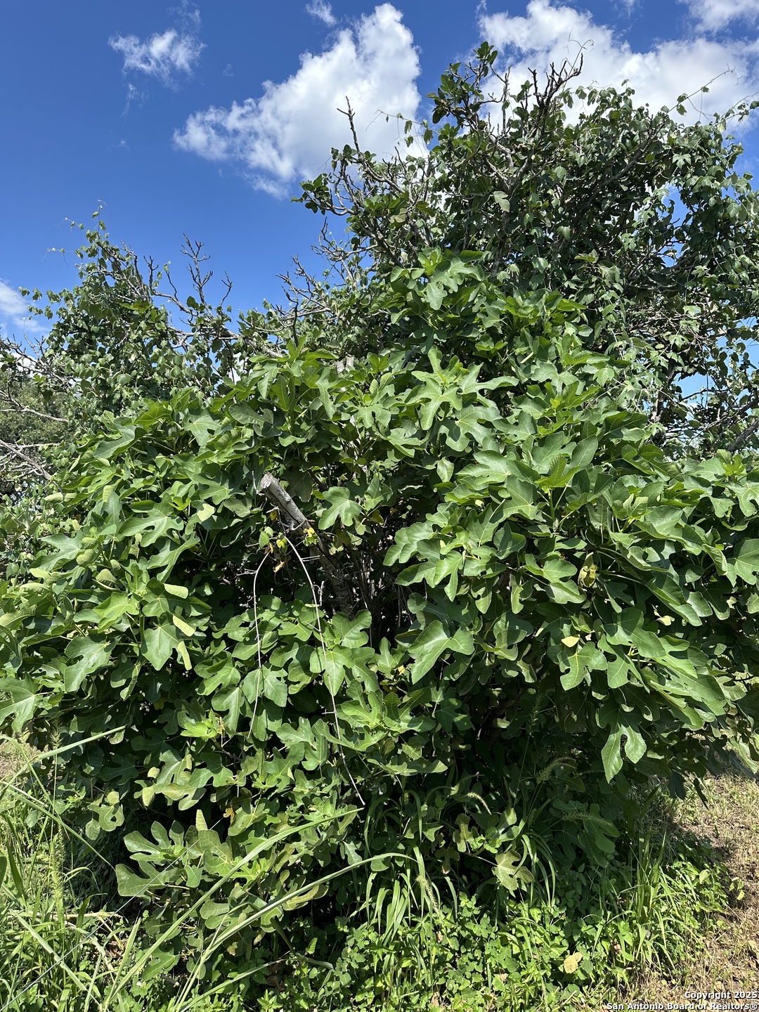 Utopia, Texas 78884, United States, 4 Bedrooms Bedrooms, ,2 BathroomsBathrooms,Residential,Active,86080