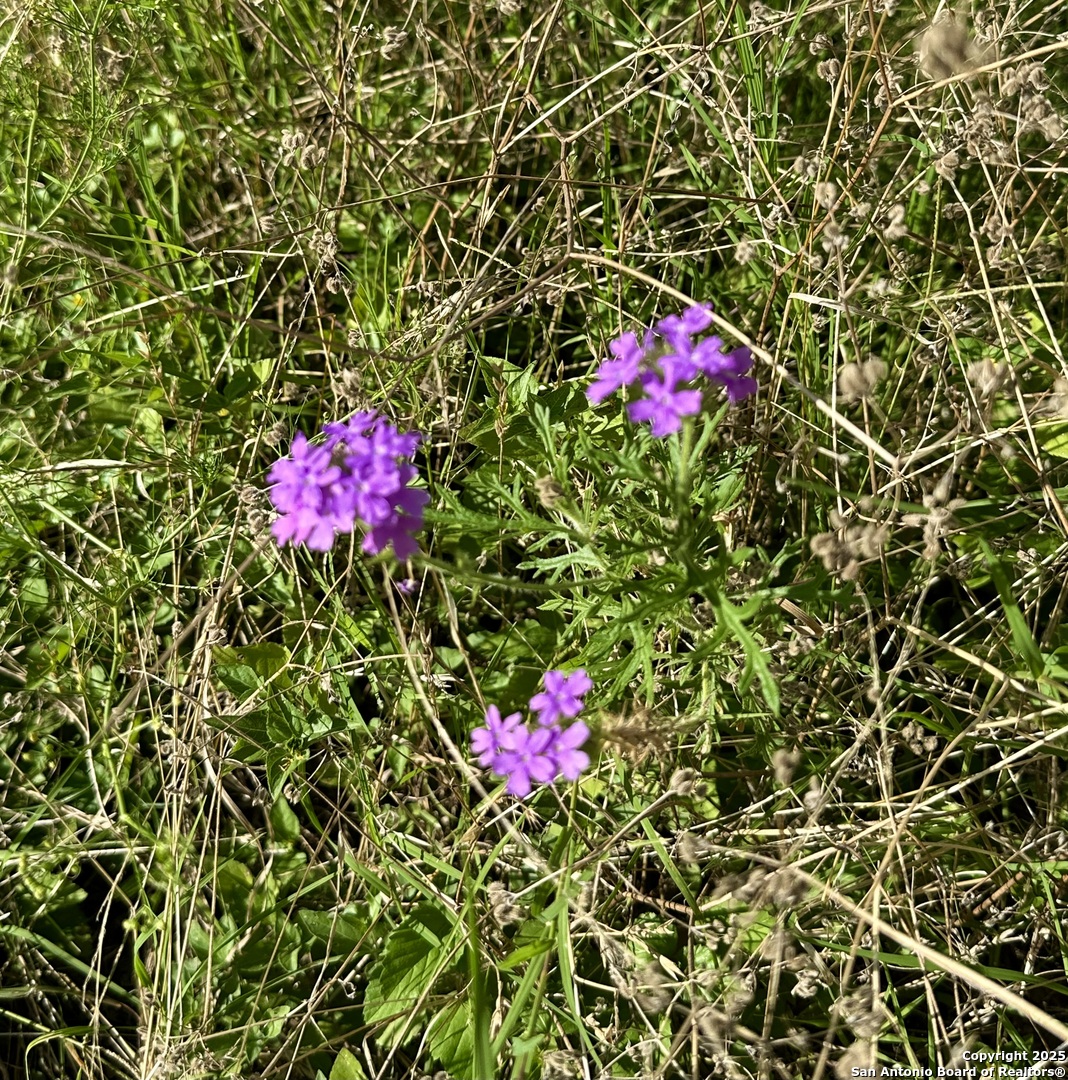 Utopia, Texas 78884, United States, ,Commercial,Active,161104