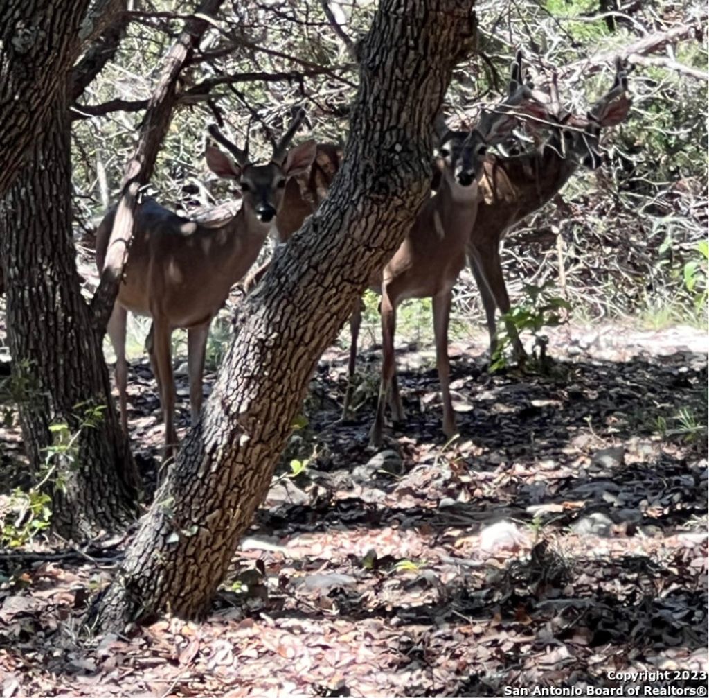 Photo of 1118 Stagecoach Dr, Canyon Lake, TX 78133 (MLS # 1880281)