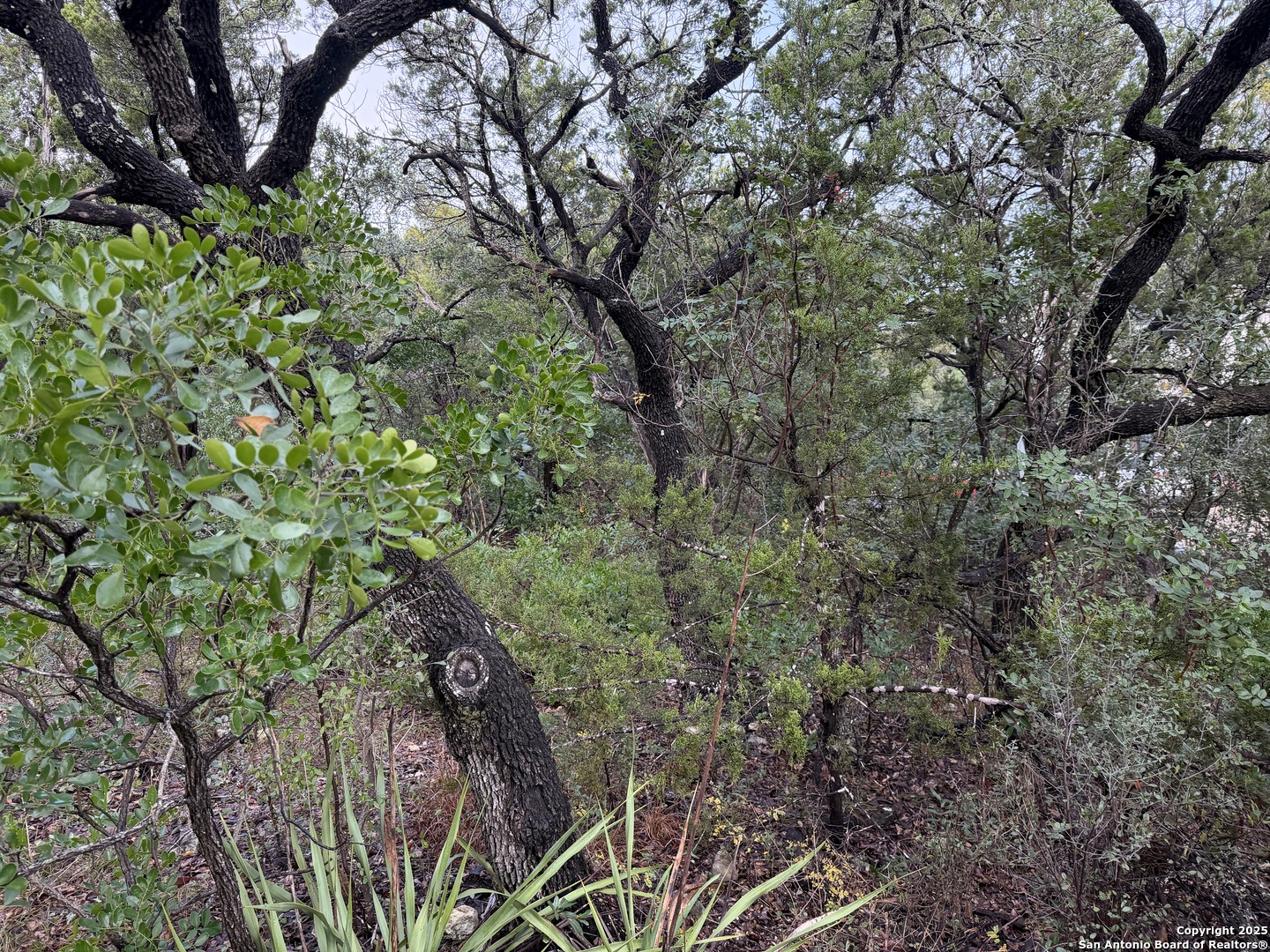 Search 19011 Snuggle Cliff