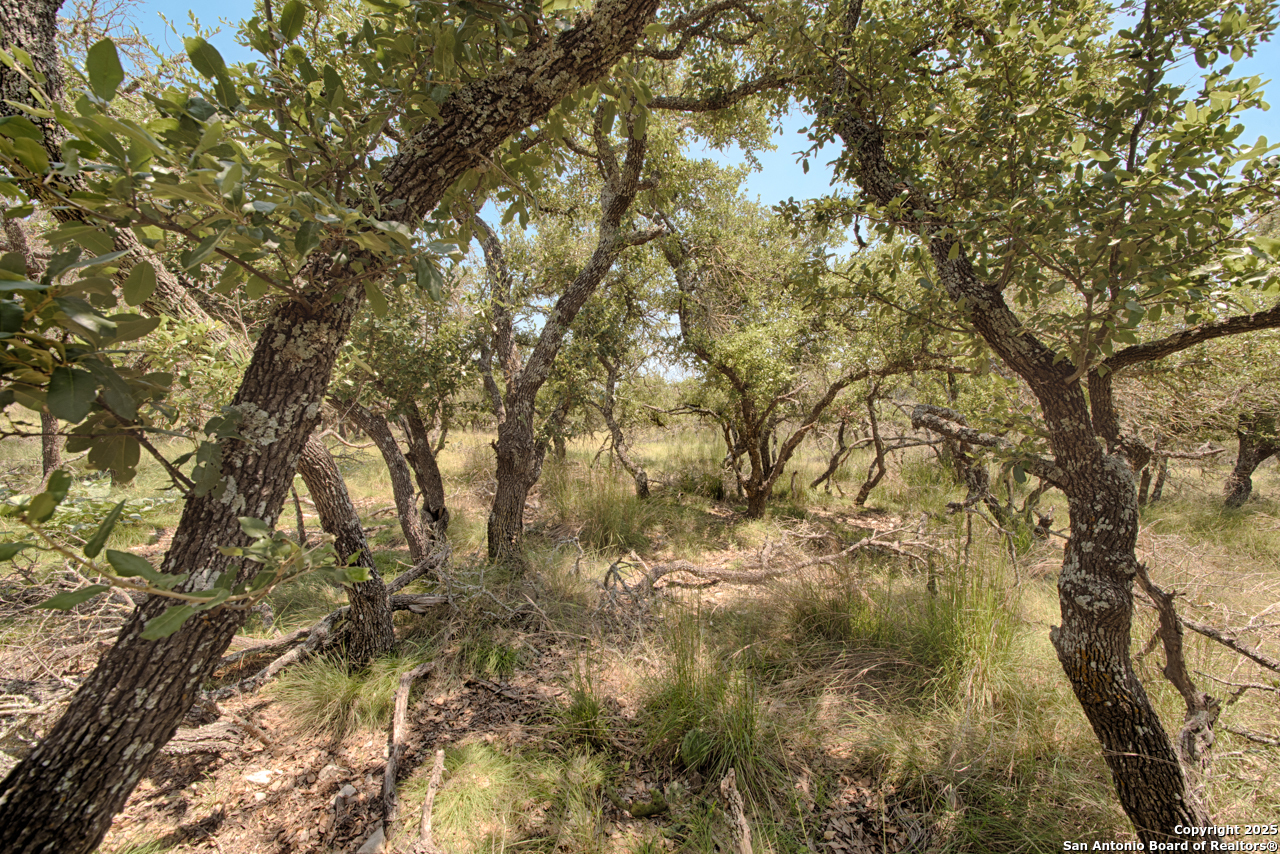 379 Bent Tree