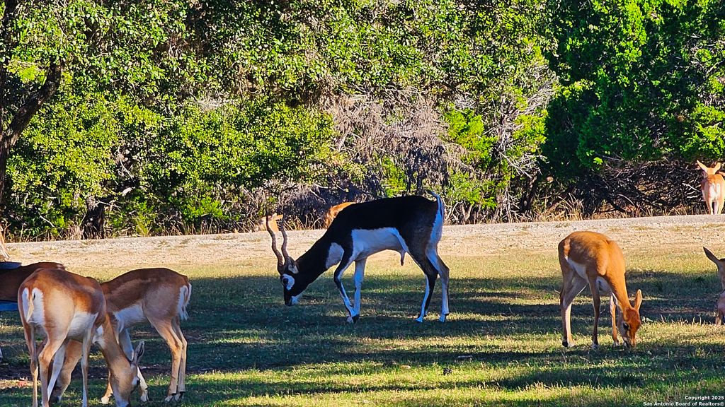 Photo of LOT 55 BROWN SADDLE, Bandera, TX 78003 (MLS # 1924866)