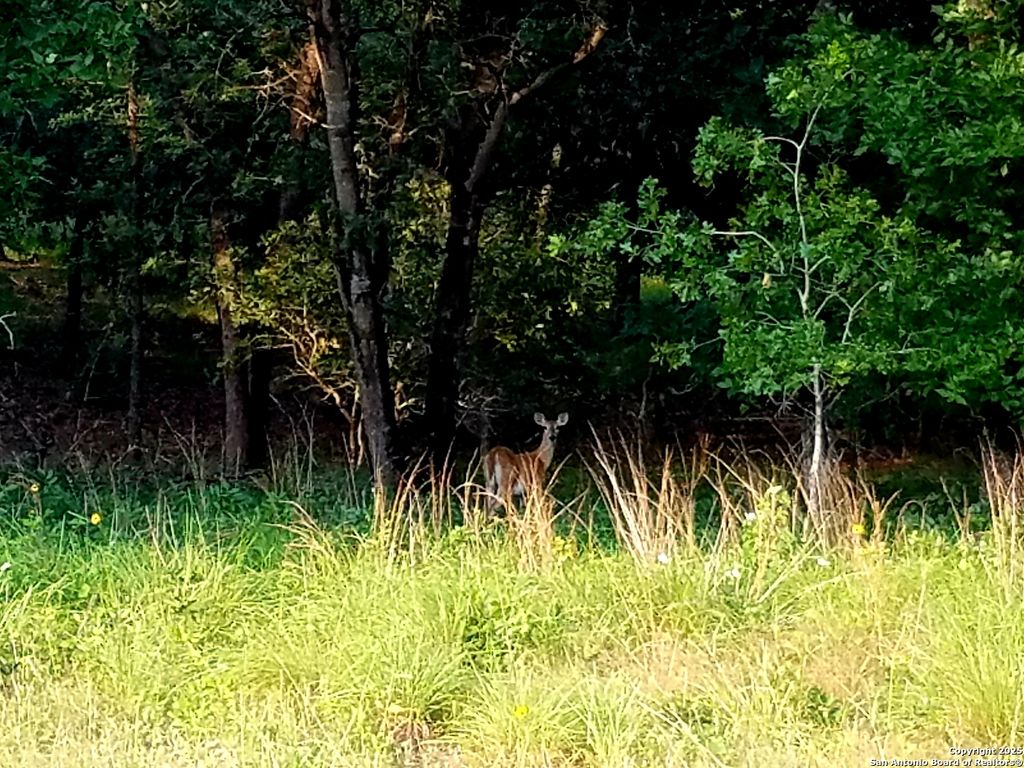 Photo of 2404 County Road 320, Floresville, TX 78114 (MLS # 1907761)