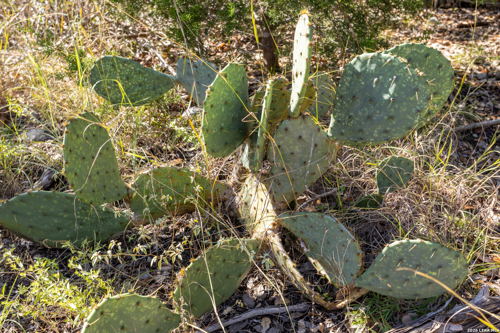 BLOCK 1, LOT 13 Standing Tall