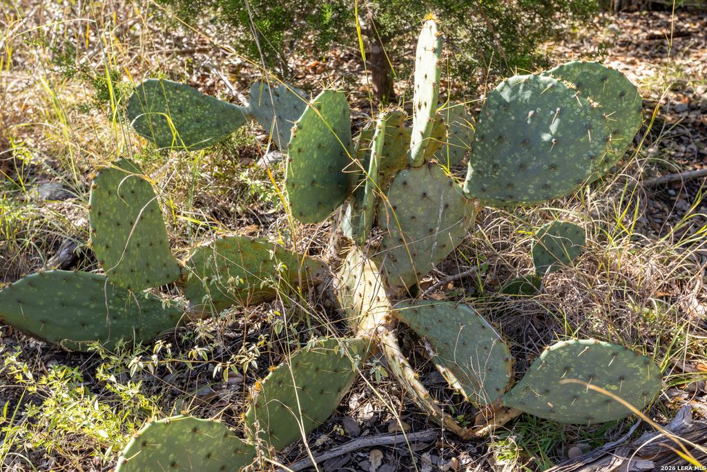 Photo of BLOCK 1, LOT 13 Standing Tall, Boerne, TX 78006 (MLS # 1940608)