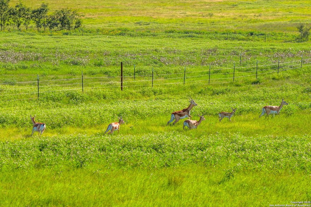 Photo of 449 Luke Hayes Way, Fredericksburg, TX 78624 (MLS # 1890816)