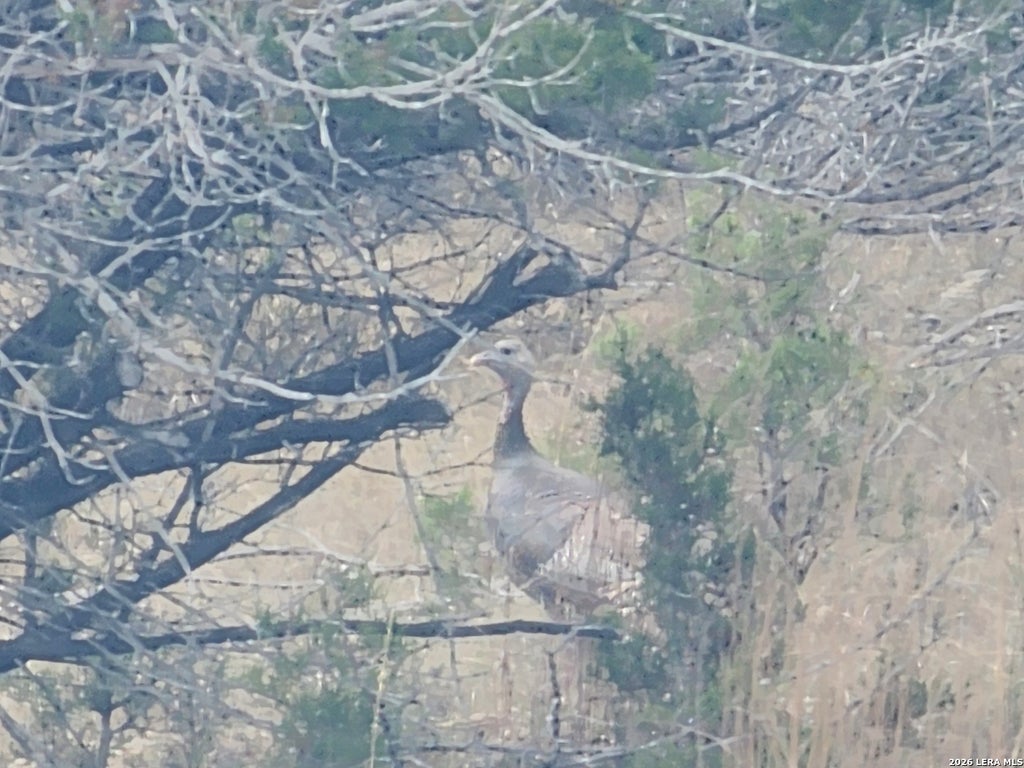 Photo of TBD Buckskin, Bandera, TX 78003 (MLS # 1957612)