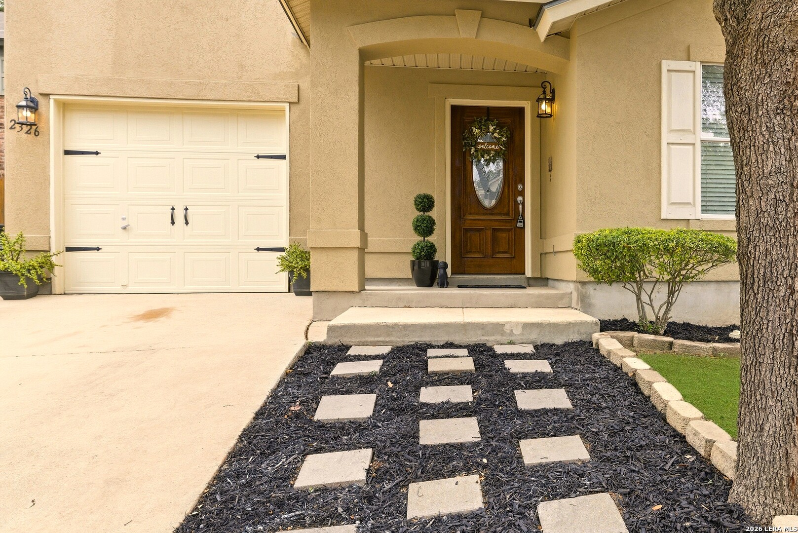 2326 Boxer Palm