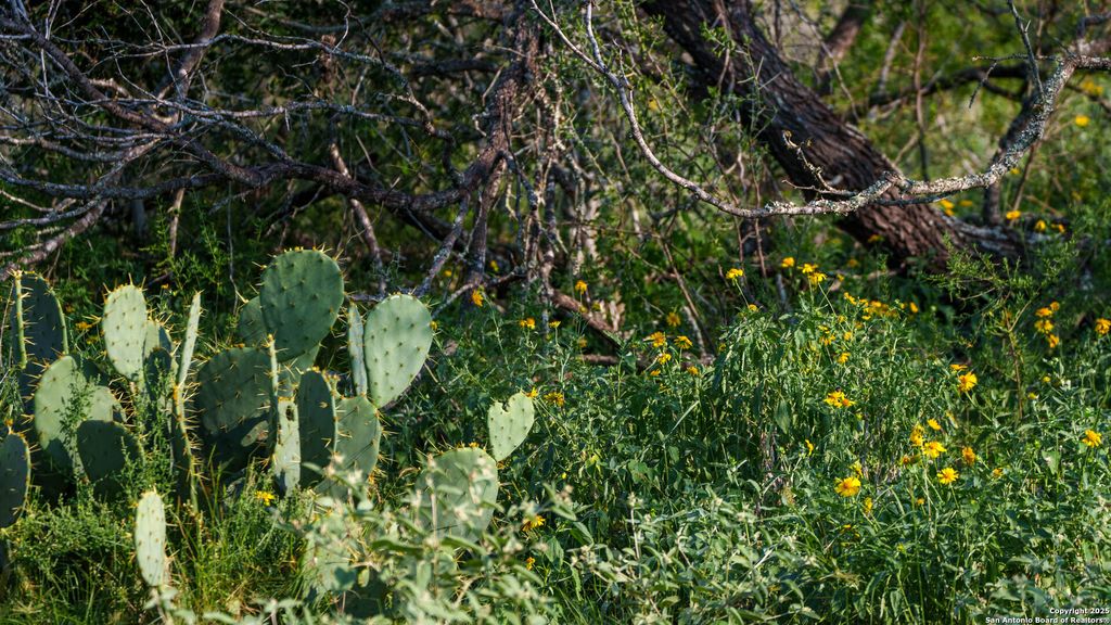 Photo of 000 Leal Road, Pleasanton, TX 78064 (MLS # 1871047)