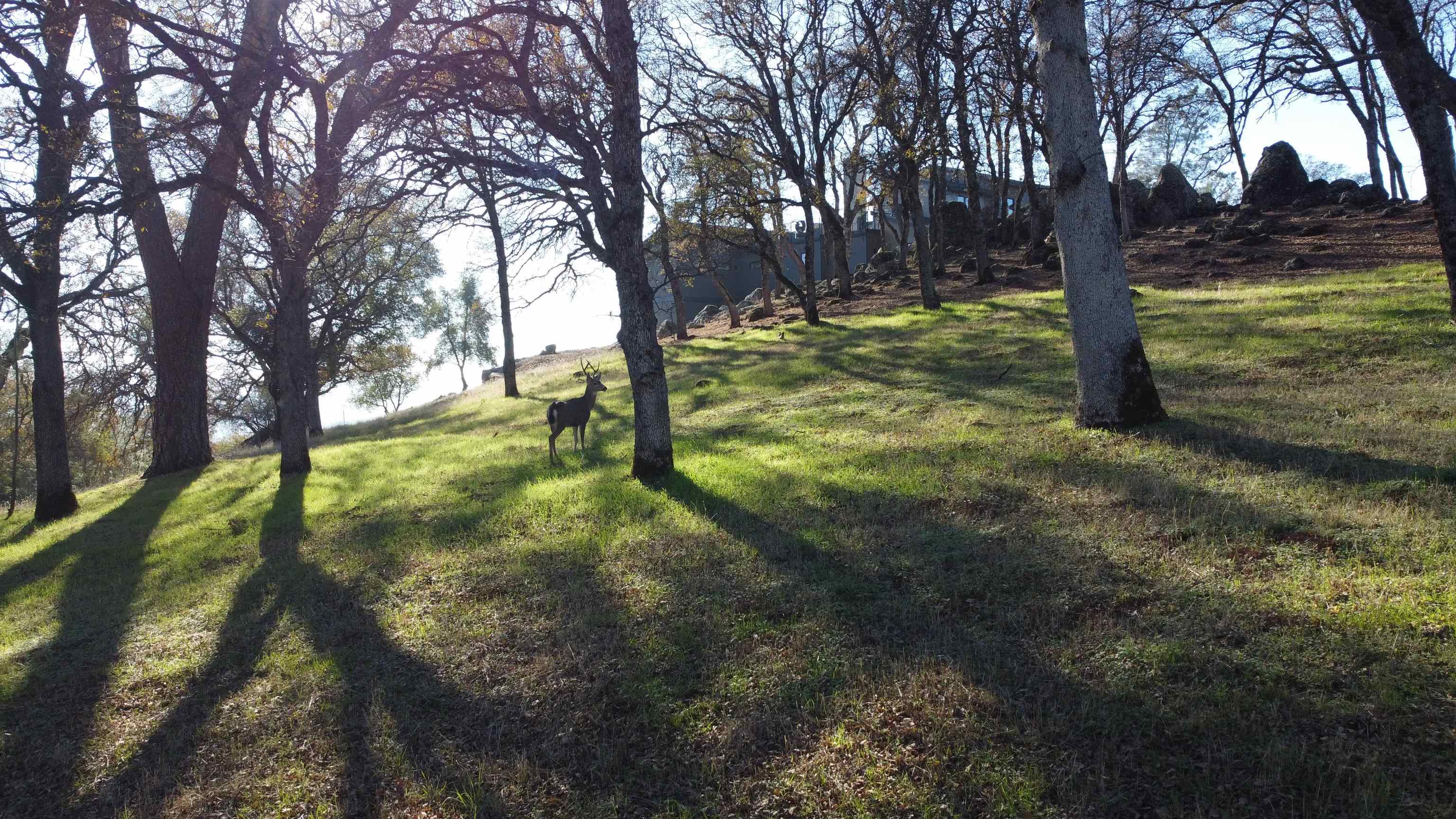 23021 Darkhorse Drive