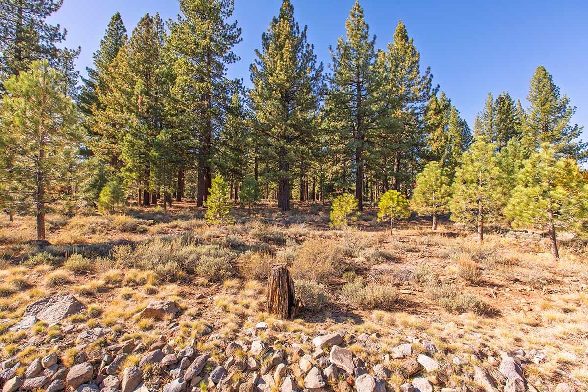 13131 Snowshoe Thompson Circle