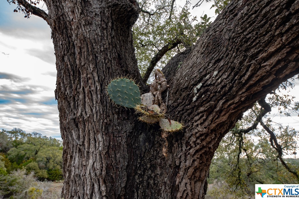 New Braunfels, Texas 78132, United States, ,Land,Active,65612