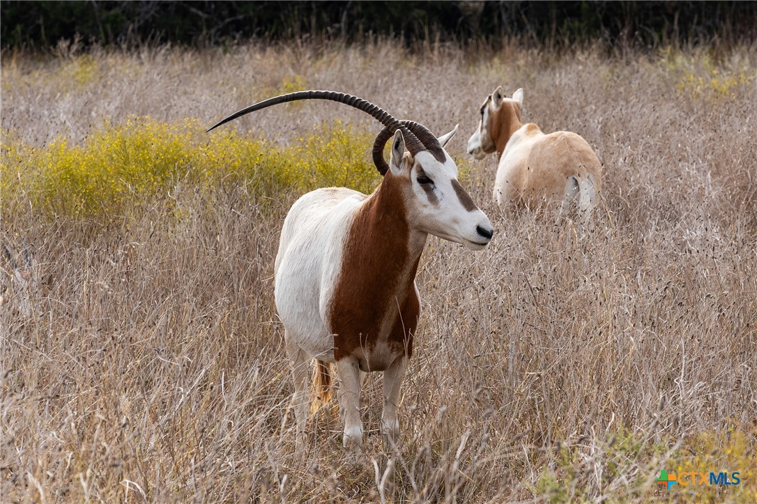 TBD Cattle Trail