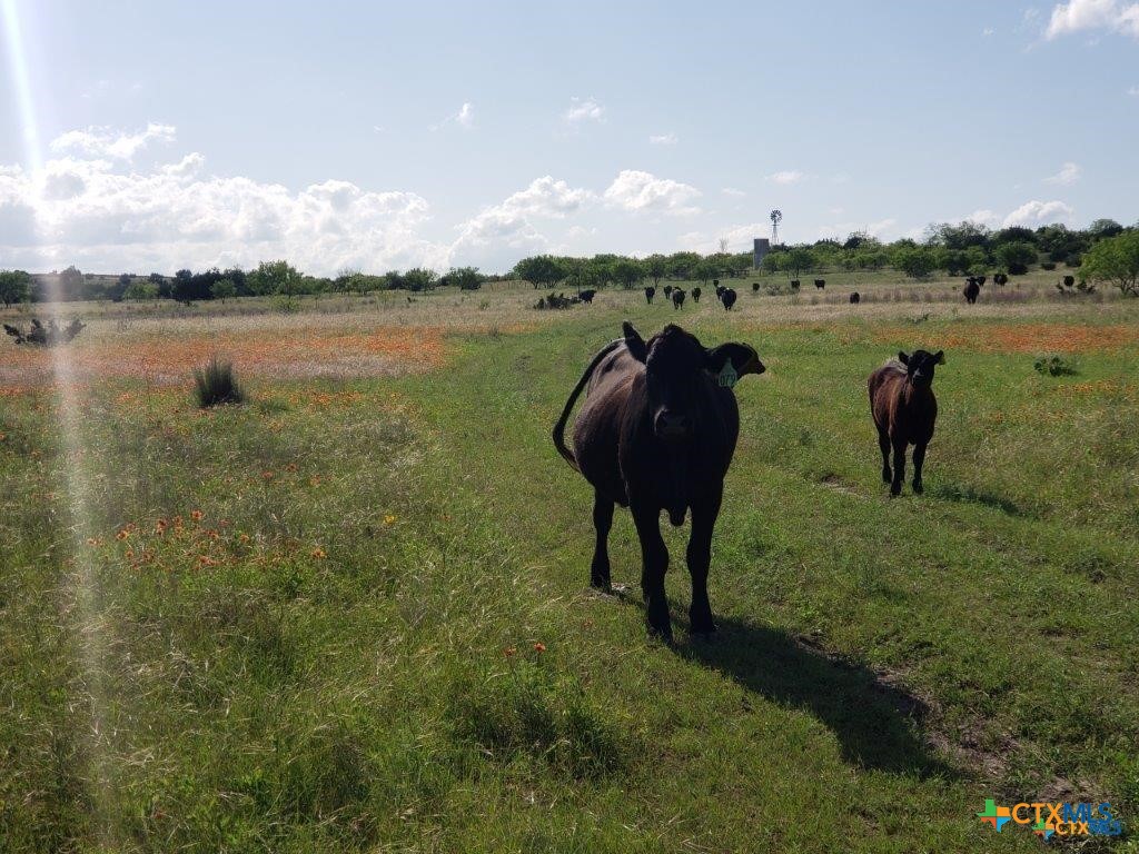 Lot 4 County Road 1255 Pitt Creek Ranch