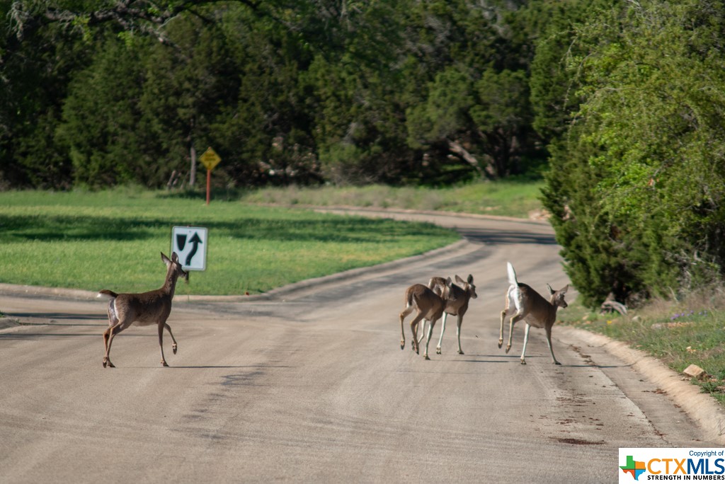 New Braunfels, Texas 78132, United States, ,Land,Active,61881
