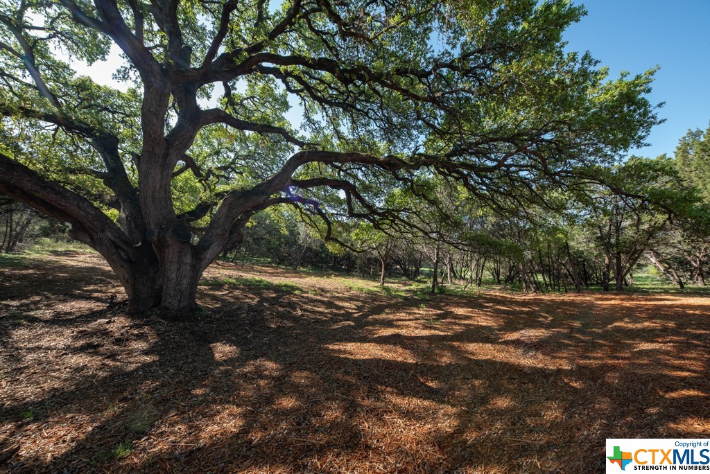 New Braunfels, Texas 78132, United States, ,Land,Active,61881