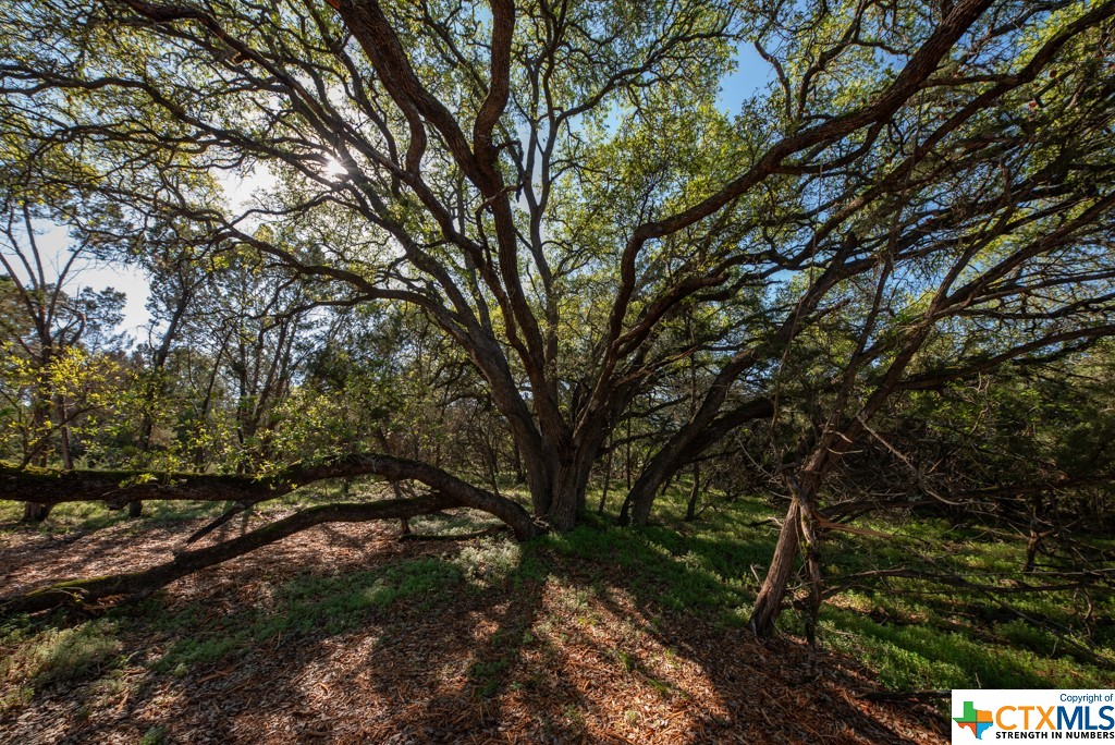 New Braunfels, Texas 78132, United States, ,Land,Active,61881
