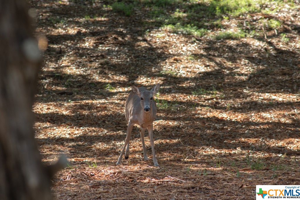 New Braunfels, Texas 78132, United States, ,Land,Active,61881