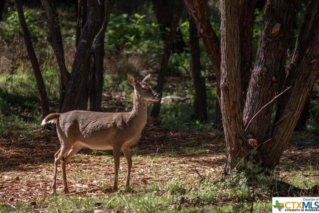 New Braunfels, Texas 78132, United States, ,Land,Active,61881