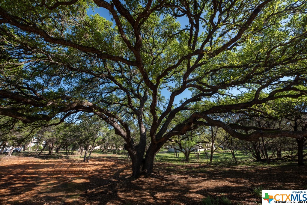 New Braunfels, Texas 78132, United States, ,Land,Active,61881