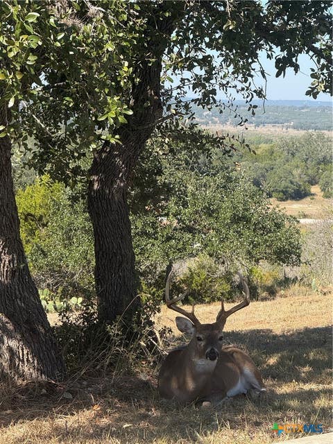 Photo of 1279 Kings Cove Drive, Canyon Lake, TX 78133 (MLS # 621802)