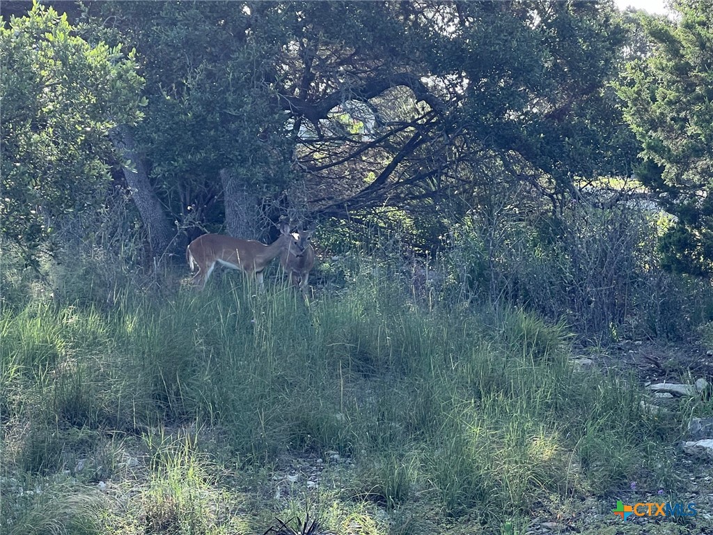 Canyon Lake, Texas 78133, United States, ,Land,Active,53056