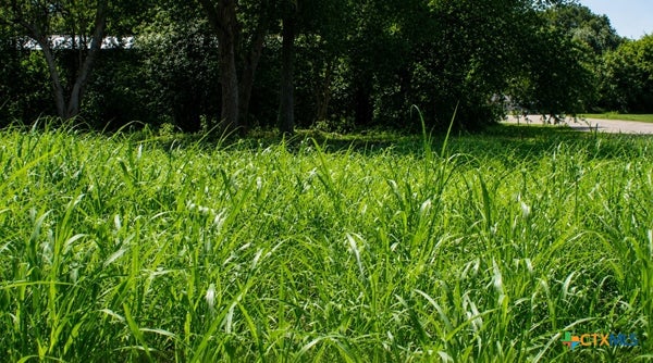 109 SW 1ST ST, WAELDER, TX 78959 - Image ac4700ccb7ebd52f9c2cb8b7a6795a17/1134872683