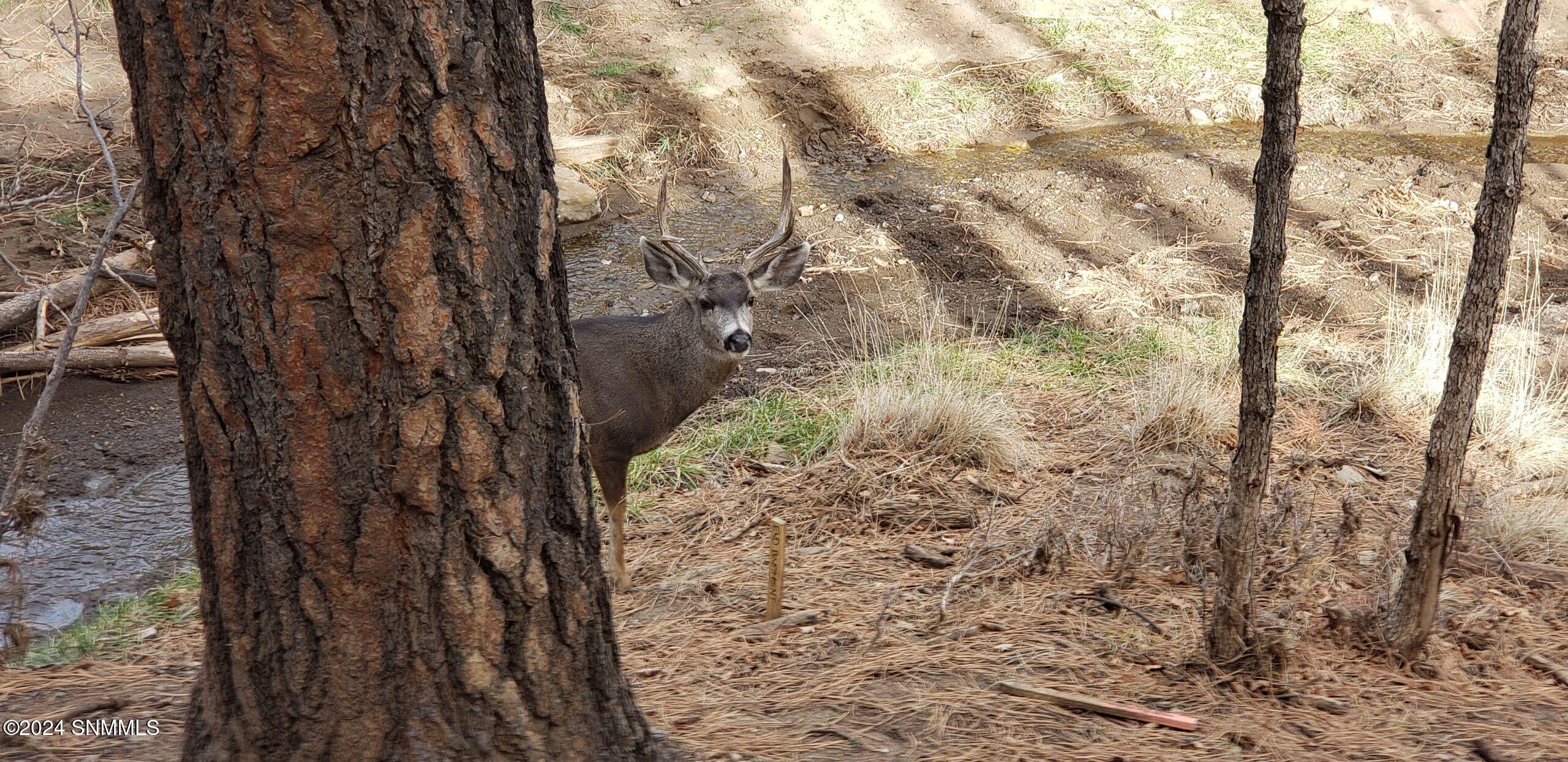 420 Brady Canyon Road, Ruidoso, New York image 50