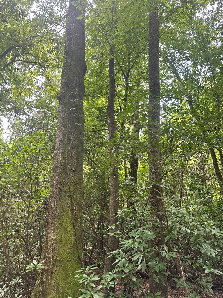 Magnolia, Mississippi 39652, United States, ,Land,Active,174646