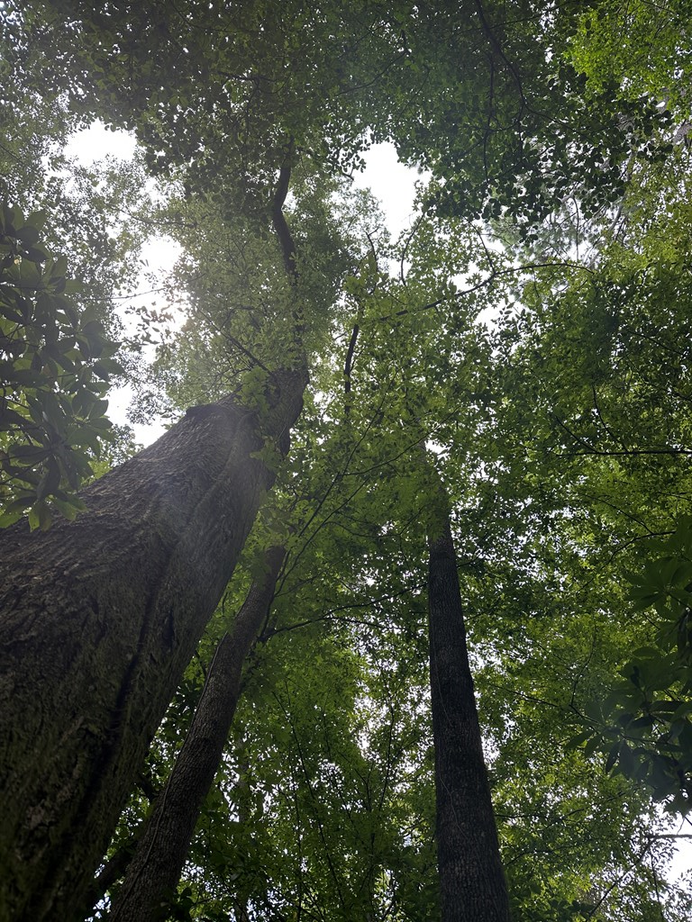 Magnolia, Mississippi 39652, United States, ,Land,Active,174646