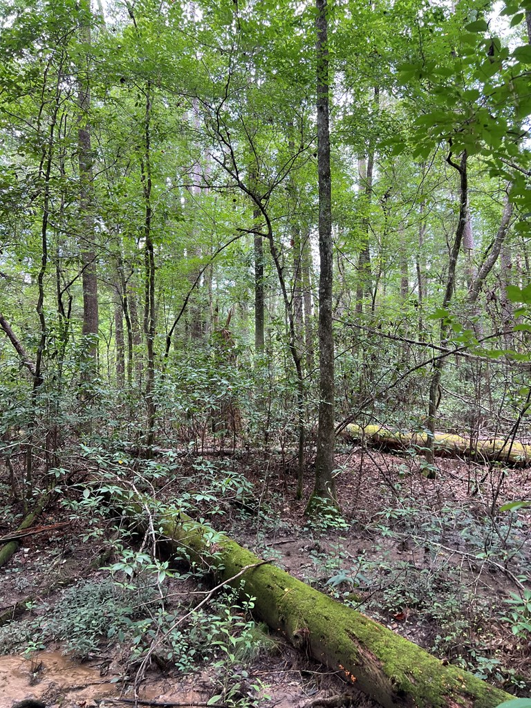 Magnolia, Mississippi 39652, United States, ,Land,Active,174646