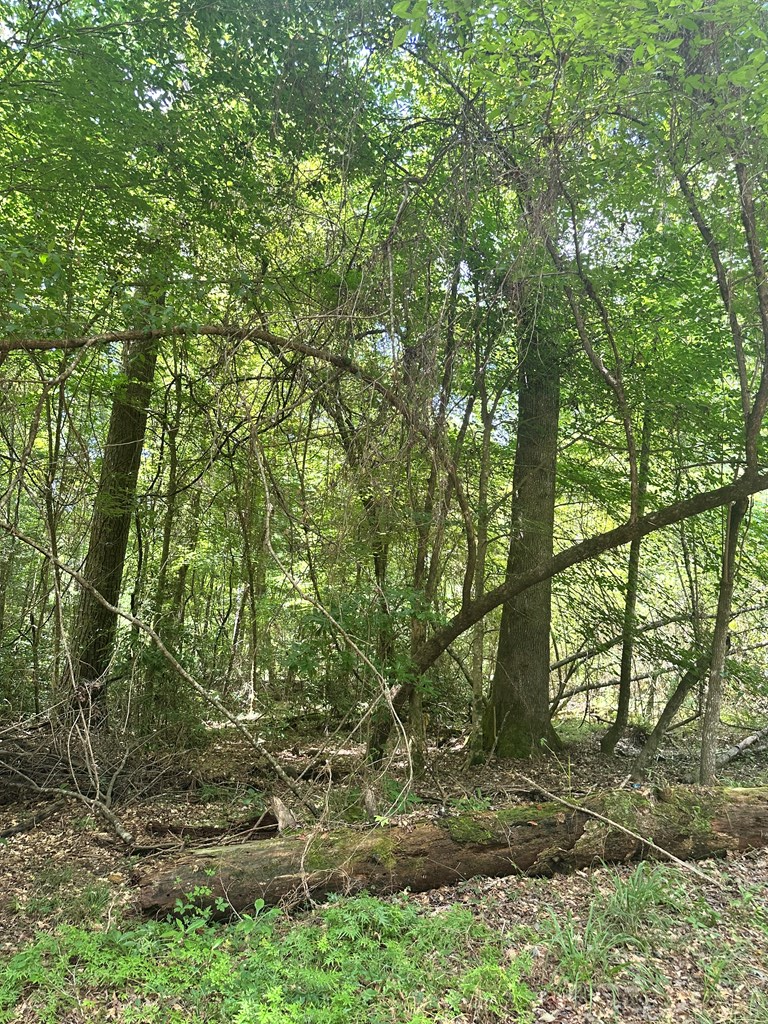 Magnolia, Mississippi 39652, United States, ,Land,Active,174646