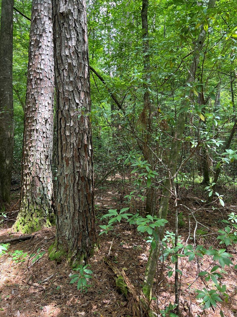 Magnolia, Mississippi 39652, United States, ,Land,Active,174646