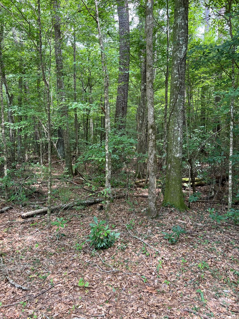 Magnolia, Mississippi 39652, United States, ,Land,Active,174646