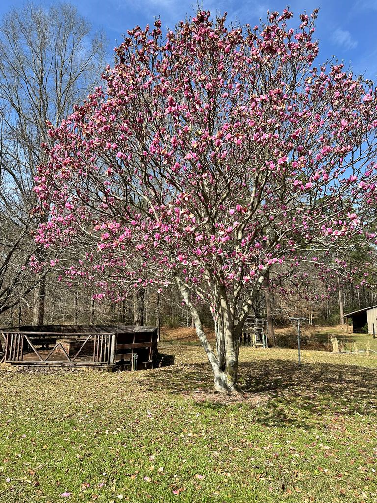 Magnolia, Mississippi 39652, United States, 3 Bedrooms Bedrooms, ,2 BathroomsBathrooms,Residential,Pending,77198