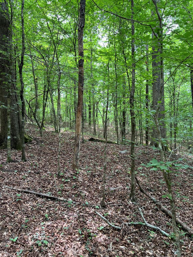 Magnolia, Mississippi 39652, United States, ,Land,Active,128353