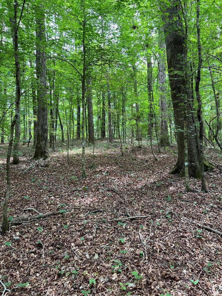 Magnolia, Mississippi 39652, United States, ,Land,Active,128353