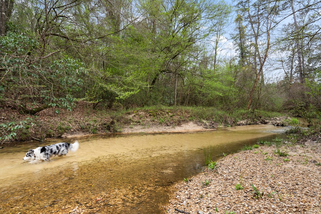 Tylertown, Mississippi 39667, United States, 6 Bedrooms Bedrooms, ,7 BathroomsBathrooms,Residential,Active,86096
