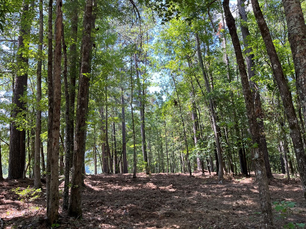 Summit, Mississippi 39666, United States, ,Land,Active,53503