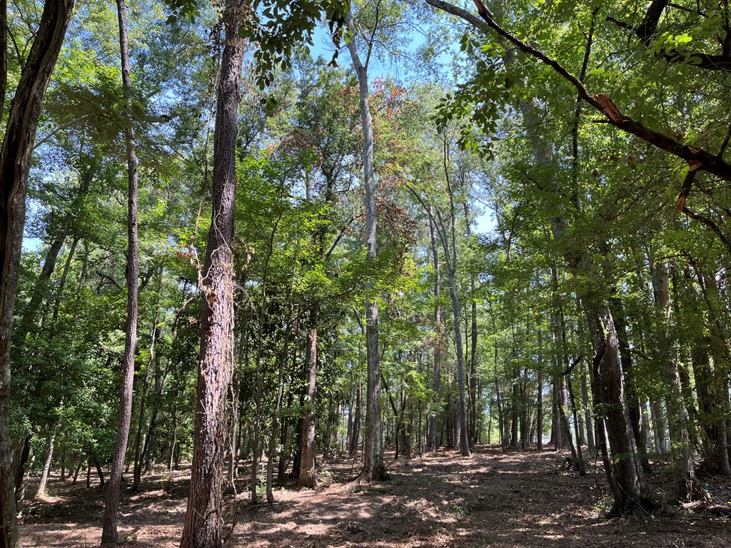 Summit, Mississippi 39666, United States, ,Land,Active,53503